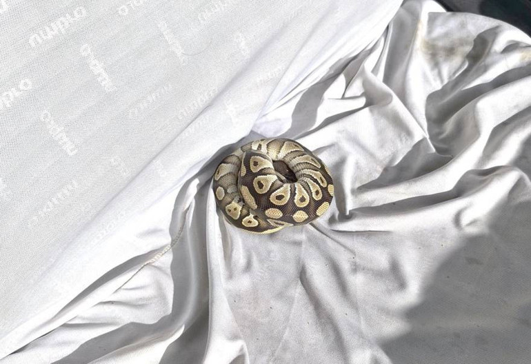 Ekipler yılanı teslim aldı