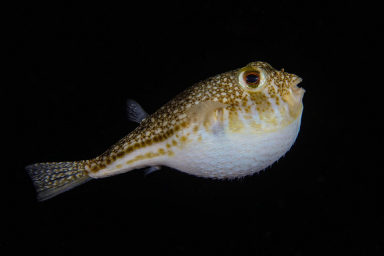 Bütün balon balığı