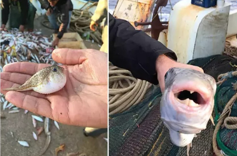 Zehirli deniz hayvanları