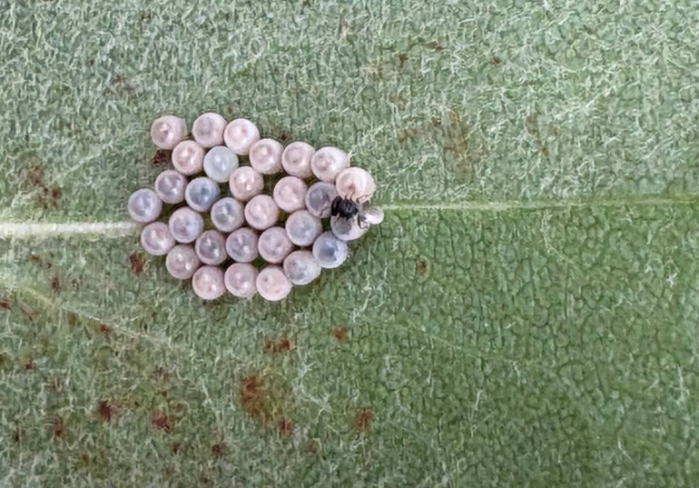 Mücadele Planı Görüşmeleri