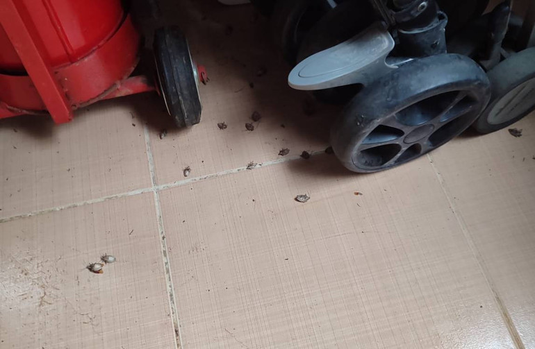 Samuray Arısı Üretimi