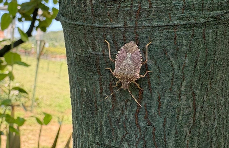 Mücadele Yöntemleri