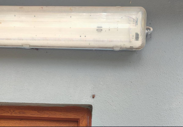 Kahverengi Kokarca Mücadelesi