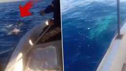 Akdeniz'de Görülen Dev Köpek Balığı: 'Böylesini İlk Kez Gördüm'