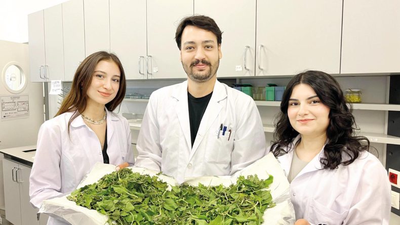 Anneanne Karışımı Yeni Bir Umut Sunuyor