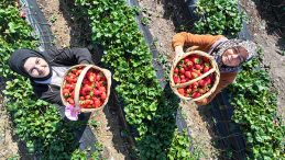 Atalarından Miras Kalan Tarım Arazileri Yeniden Hayat Buluyor!