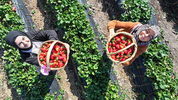Atalarından Miras Kalan Tarım Arazileri Yeniden Hayat Buluyor!