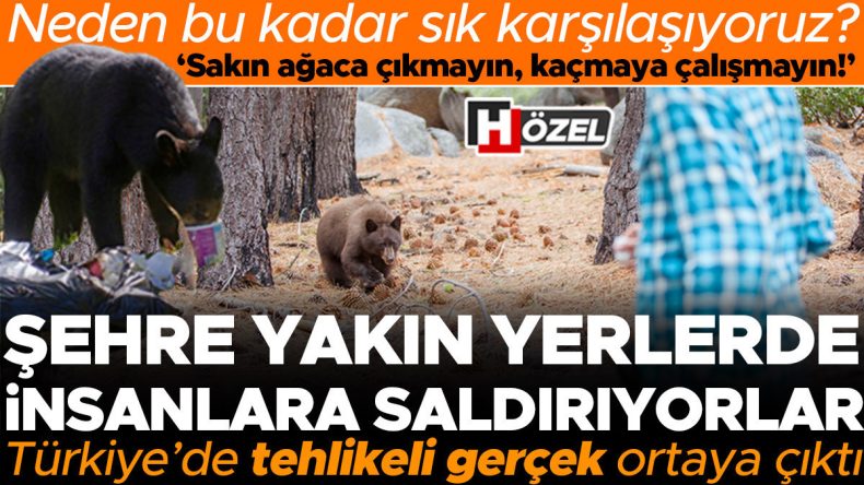 Ayı Saldırıları Giderek Artıyor! Neden Bu Kadar Karşılaşıyoruz ve Hayatta Kalma Yöntemleri