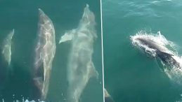 Balık Avına &Ccedil;ıkan Şanslı Anlar: Teknesinin Yanında 3 Yunus G&ouml;rd&uuml;