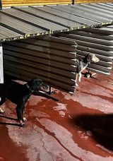 Balıkesir'de K&ouml;peklere Şiddet Uygulayan Şahıs Hakkında İşlem Başlatıldı!