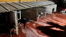 Balıkesir'de K&ouml;peklere Şiddet Uygulayan Şahıs Hakkında İşlem Başlatıldı!