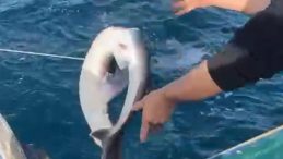 Bölgede Nadir Görülen Olay: Karadeniz'de Balıkçıların Ağına Takılan Köpek Balığı