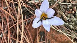 Bu çiçeği koparmak pahalıya patlıyor, 557 bin lira cezası var