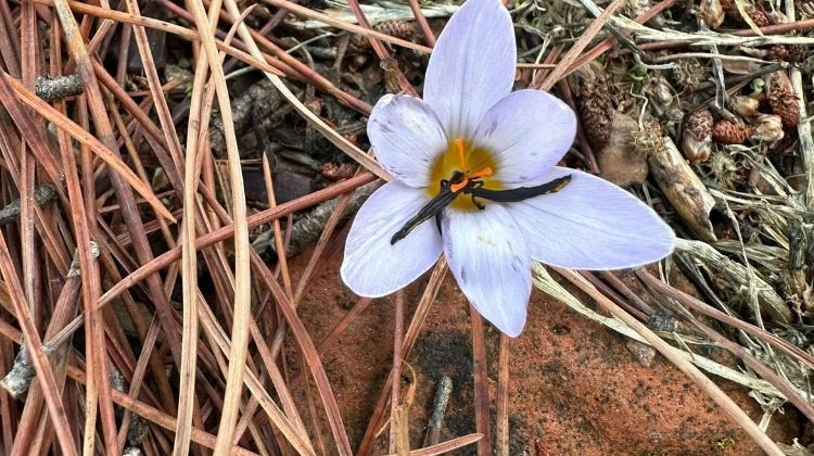 Bu &ccedil;i&ccedil;eği koparmak pahalıya patlıyor, 557 bin lira cezası var