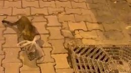 Bursa'da Vahşet: Kedinin Başına Poşet Bağlandı!