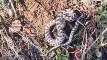 D&uuml;nyanın en zehirlisi… Karab&uuml;k'te mantar ararken karşılaştı