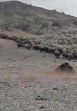 Elazığ'da Korkutan G&ouml;r&uuml;nt&uuml;ler: Yanı Başına Yıldırım D&uuml;şt&uuml;!