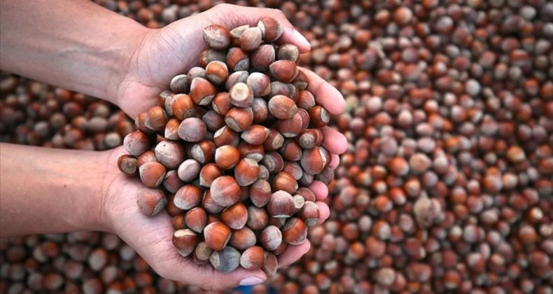 Fındık İhracatında 1,6 Milyar Doların Üzerinde Gelir Elde Edildi