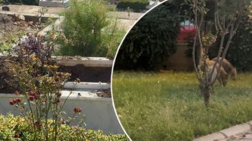 Gece Saatlerinde Mezarlıklara Gelen Yaban Domuzları | Vatandaşların Tepkisi B&uuml;y&uuml;k