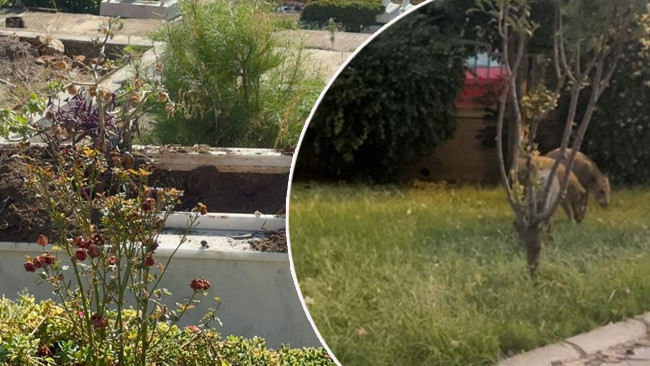 Gece Saatlerinde Mezarlıklara Gelen Yaban Domuzları | Vatandaşların Tepkisi Büyük