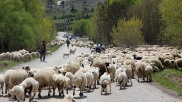 Geleneksel G&ouml;&ccedil;: Yayla Mesaisinin Sonu… S&uuml;r&uuml;leriyle Kilometrelerce Yol Y&uuml;r&uuml;yorlar