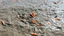 Gölün Su Seviyesi Düşünce Binlerce Balık Telef Oldu