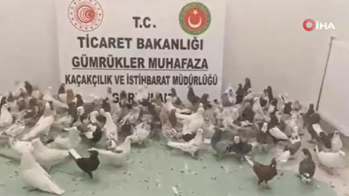 Gürbulak Sınır Kapısı'nda TIR'da 85 adet Cancan cinsi güvercin ele geçirildi