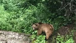 Hakkari'de Korkutan Olay: Ayı Saldırısı!