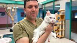 Hayatını Van Kedilerine Adamış Bir Yürek!