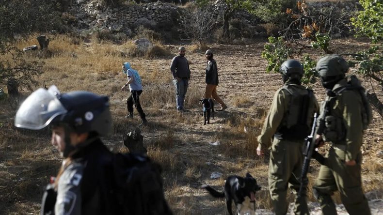 İşgalci İsrail'den insani değerlere aykırı uygulama: Batı Şeria’da tarıma yasak!