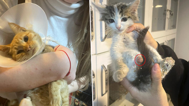 Isparta'da Korkunç Olay! 'Bağlama Büyüsü' İçin Sokak Hayvanlarının Uzuvlarını Kesmişler