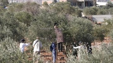 İsrail Batı Şeria&rsquo;da Zeytin Hasadı Yapan &Ccedil;ift&ccedil;ilere Ekim Ayında 259 Kez Saldırdı