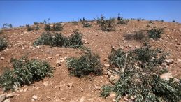 İsrail Ordusu, Filistinli Çiftçilere ve Destek Gören Gönüllülere Müdahale Etti