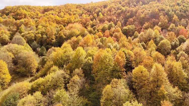 İstanbul'da Uluslararası Orman Zirvesi: 11 Kasım’da Fidan Dikelim