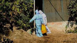 Japonya'da Kuş Gribi Endişesi: Yüz Binlerce Tavuk İnfekte Edilecek