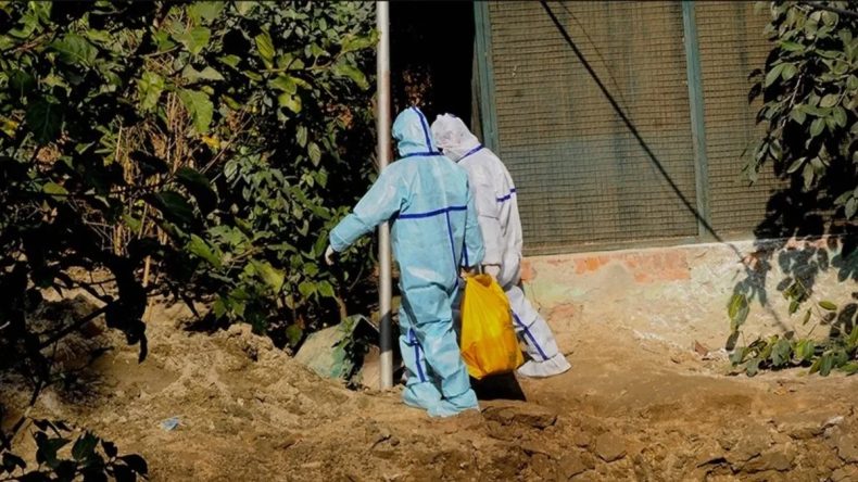 Japonya'da Kuş Gribi Endişesi: Yüz Binlerce Tavuk İnfekte Edilecek