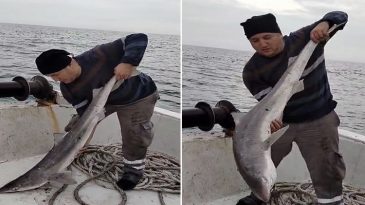 Karadeniz'de k&ouml;pek balığı ağlara takıldı!