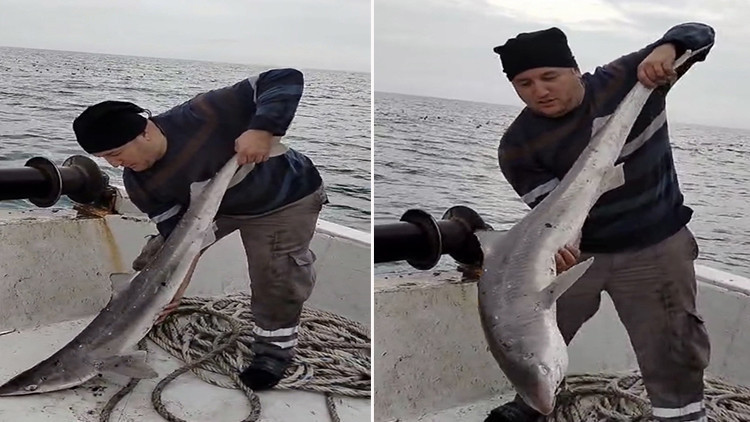 Karadeniz'de k&ouml;pek balığı ağlara takıldı!