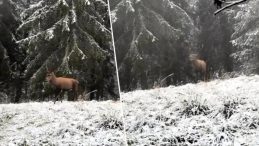 Karla Kaplı Ormanda Gözlemlenen Kızılgeyiği Anlık Olarak Kaydedildi