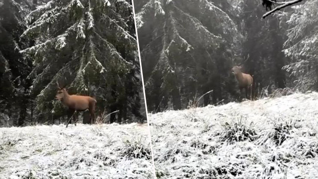Karla Kaplı Ormanda Gözlemlenen Kızılgeyiği Anlık Olarak Kaydedildi