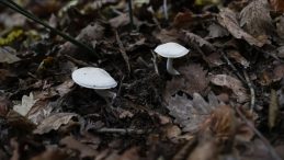 Kastamonu'da Aynı Aileden 7 Kişi Hastaneye Kaldırıldı: Mantar Toplayanlar Dikkat!