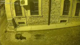 Kastamonu'da Aç Kalan Ayı İlçe Merkezine İndi