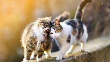 Kedi Nafakası