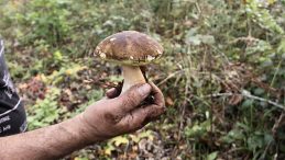 Kentte 'boletus edulis' Toplama Faaliyetleri: Günde Dört Saat Çalışarak Ek Gelir Elde Ediyorlar