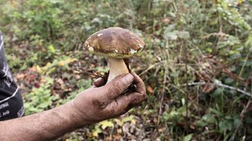 Kentte 'boletus edulis' Toplama Faaliyetleri: G&uuml;nde D&ouml;rt Saat &Ccedil;alışarak Ek Gelir Elde Ediyorlar