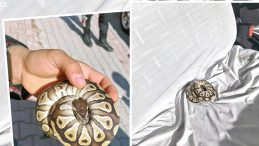 Konya'da Şaşırtan Olay! Polisi Şaşkına Çeviren Buluntu: El Konuldu ve Para Cezası Kesildi