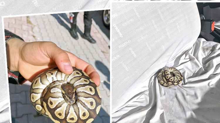 Konya'da Şaşırtan Olay! Polisi Şaşkına Çeviren Buluntu: El Konuldu ve Para Cezası Kesildi