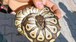 Konya'daki Asayiş Uygulamasında Polis Ekiplerini Şoke Eden Manzara: Cebinden Yavru Piton Çıktı!