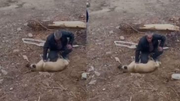 K&ouml;peği Kalp Masajıyla Kurtardı&hellip; O Anlar Kamerada