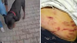 Köpeğin Ağızlığı Olmadan Dolaştırılması Sonucu Saldırı Gerçekleşti! Korku Dolu Anlar Kamerada